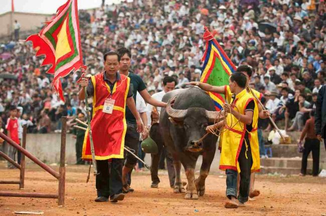 Đồ Sơn Chọi Trâu - Tinh Hoa Văn Hóa, Sức Hút Vượt Thời Gian