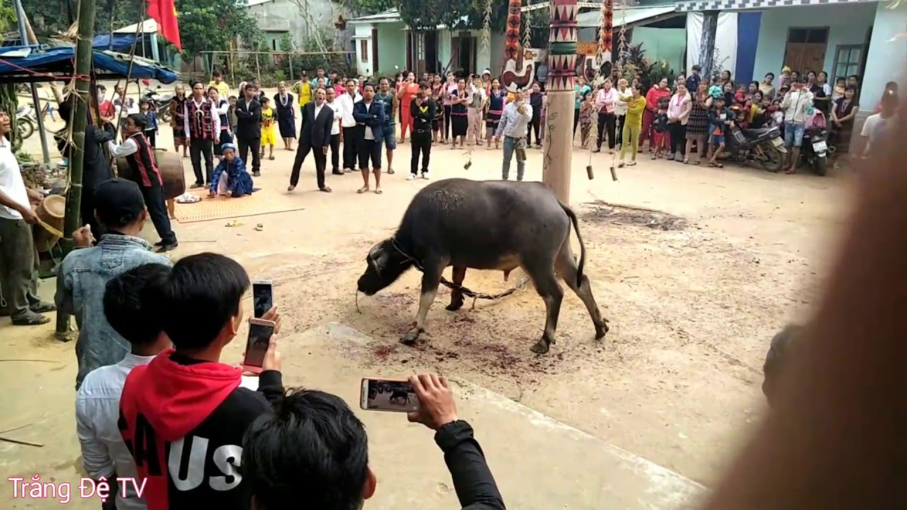 Lễ Hội Đâm Trâu - Giữa Bảo Tồn và Đạo Đức Hiện Đại