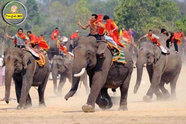 Tây Nguyên Gọi Mời - Lễ Hội Đua Voi Tây Nguyên Hùng Vĩ