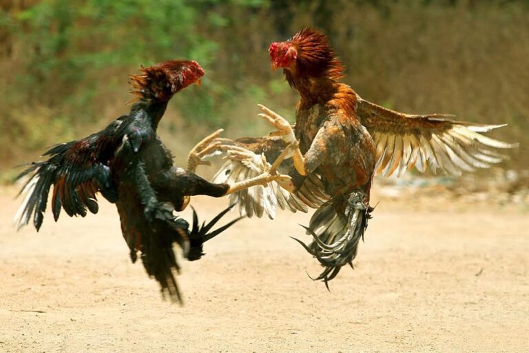 Cách phân biệt gà chiến thật và gà gài kèo